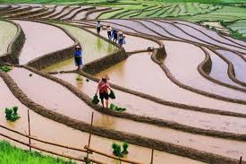 Mu Cang Chai