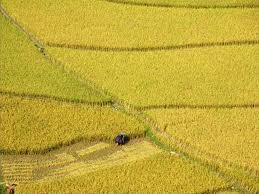 Rice field in Nghia Lo