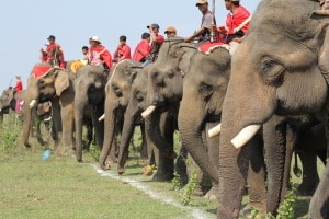 Racing Elephants in Tay Nguyen 300x200 - VIETNAM CENTRAL HIGHLANDS