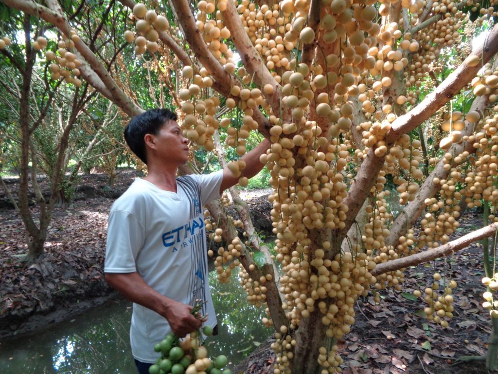 HAU GIANG PROVINCE Hau Giang Fruits 1024x768 - HAU GIANG PROVINCE