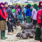 Electrifying Ha Giang Loop Motorbike Tour to Dong Van, Khau Vai and Du Gia- 4 Days