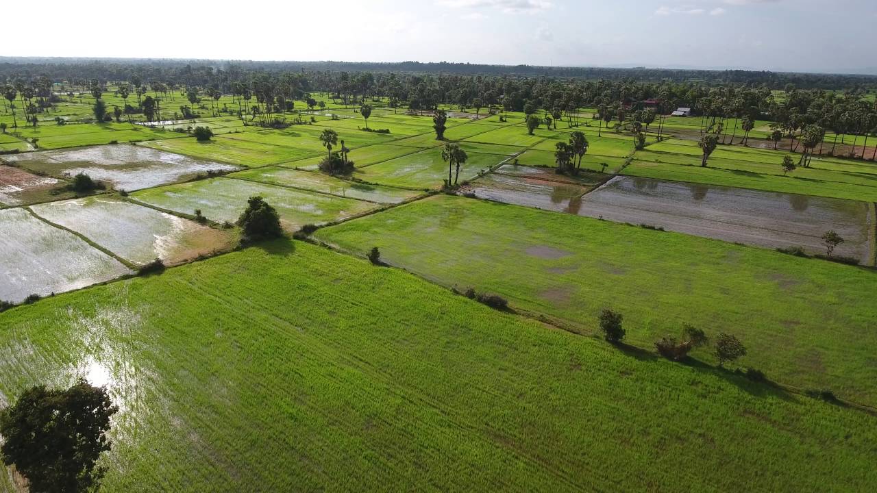 Discover the Hidden Charms of Cambodia’s Countryside on a Motorcycle Tour Cambodia Rice Fields - Discover the Hidden Charms of Cambodia’s Countryside on a Motorcycle Tour